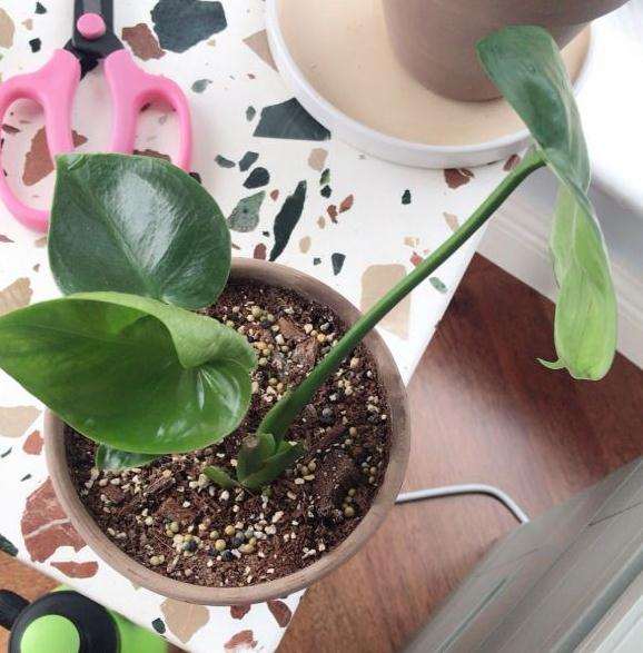 记录我龟背竹小苗怎么的成长故事