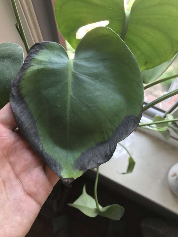 龟背竹叶子边缘发黑 是晒伤了