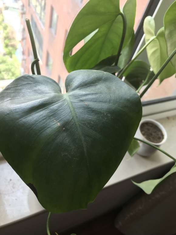 龟背竹叶子边缘发黑 是晒伤了