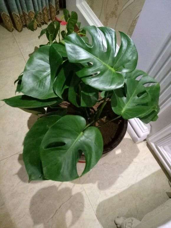 龟背竹换盆的时候注意什么