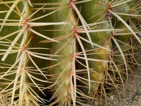 龟背竹换盆的时候注意什么