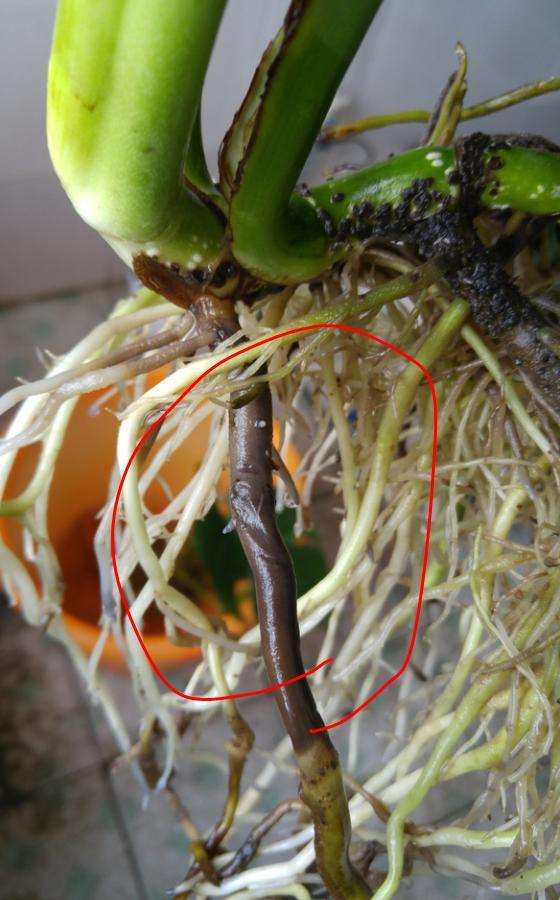 龟背竹烂根王 第三次烂根了