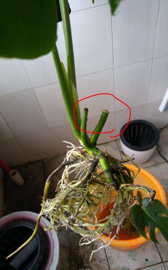 龟背竹烂根王 第三次烂根了