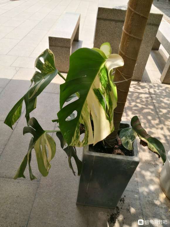 龟背竹怎么用pvc水管