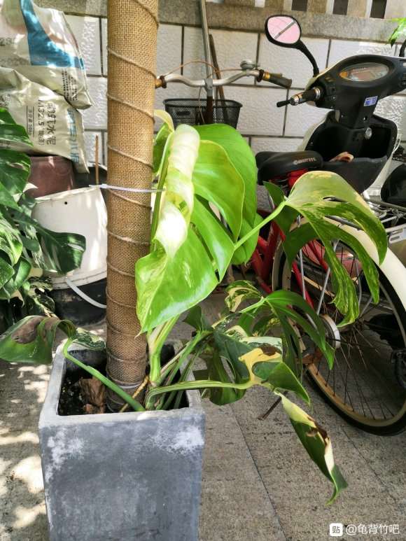 龟背竹怎么用pvc水管