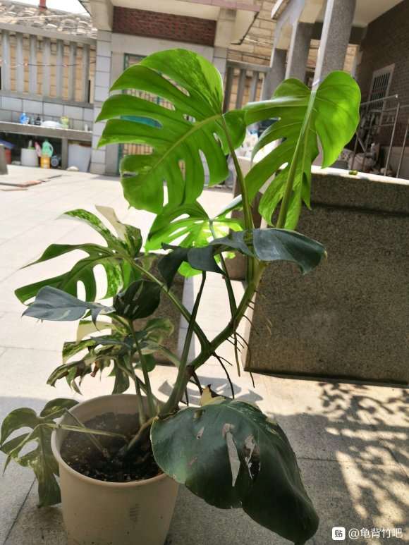 龟背竹怎么用pvc水管