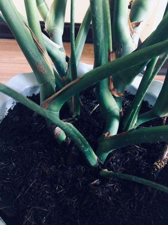 1盆4颗的龟背竹怎么分盆的方法