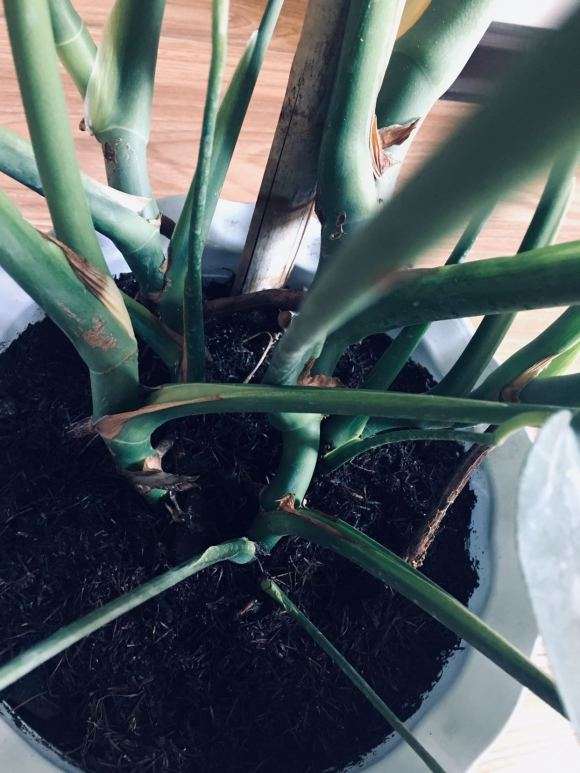 1盆4颗的龟背竹怎么分盆的方法