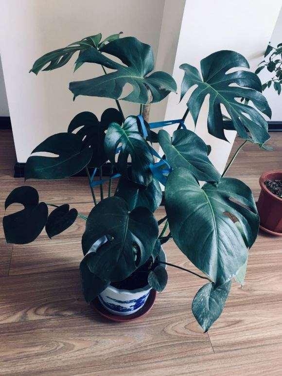 1盆4颗的龟背竹怎么分盆的方法