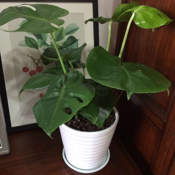 龟背竹夏天多久浇水一次啊