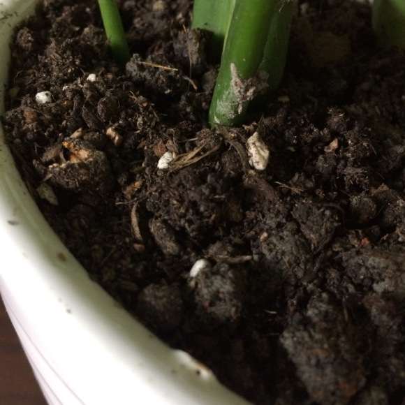 龟背竹夏天多久浇水一次啊