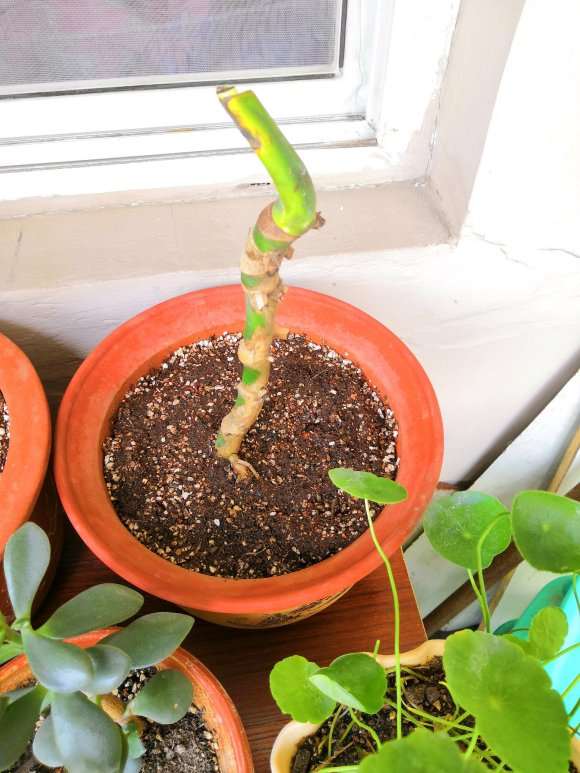 龟背竹怎么上盆的全过程