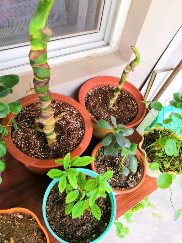 龟背竹怎么上盆的全过程