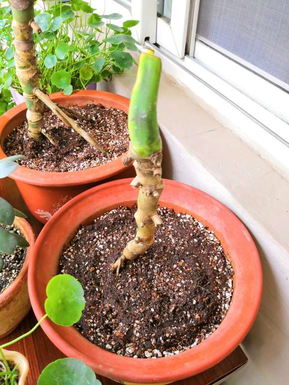 龟背竹怎么上盆的全过程