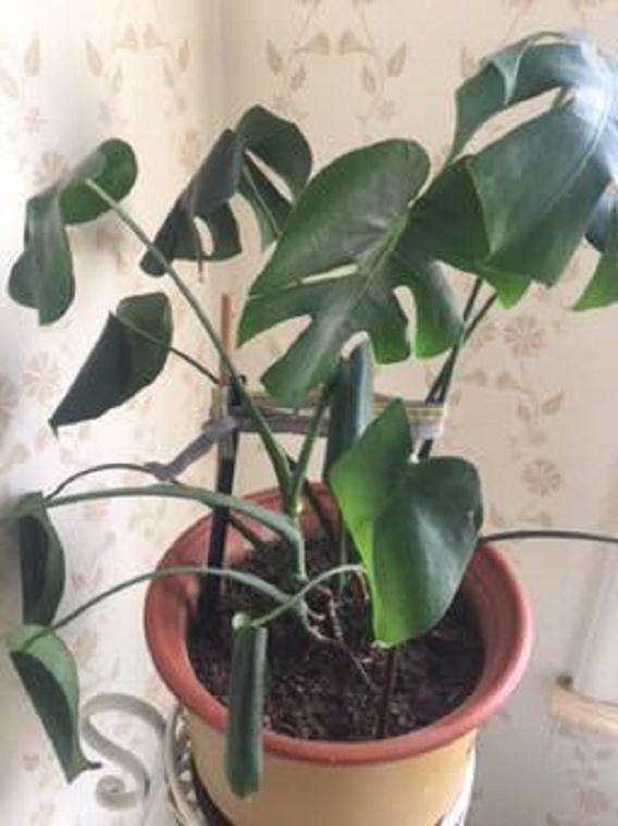 为什么龟背竹叶子都发卷