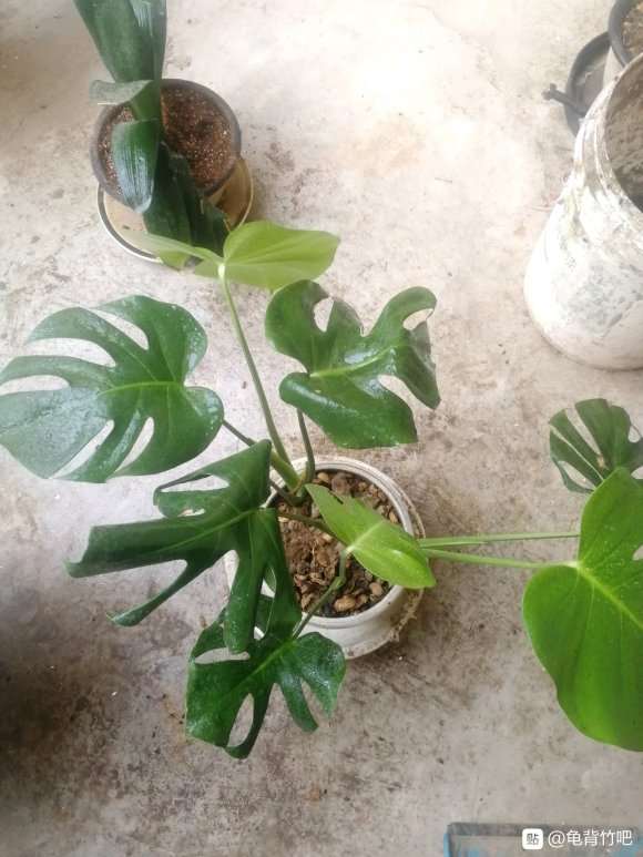 为什么龟背竹叶片会卷起来