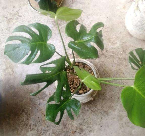 龟背竹新长的叶子 不小心断了 怎么办