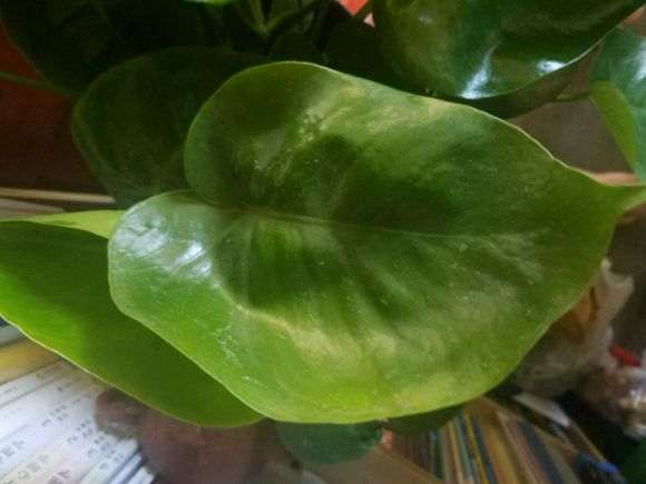 龟背竹新叶子皱皱巴巴的