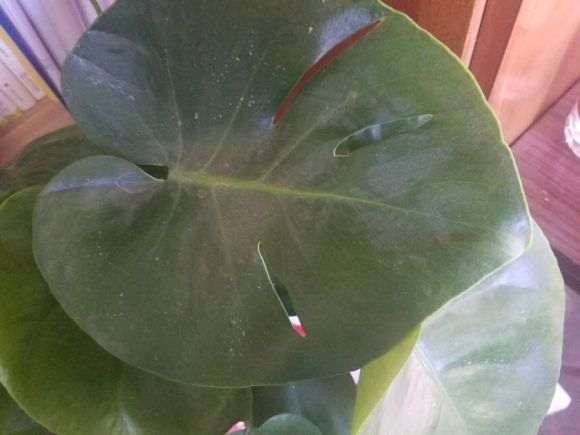 龟背竹新叶子皱皱巴巴的