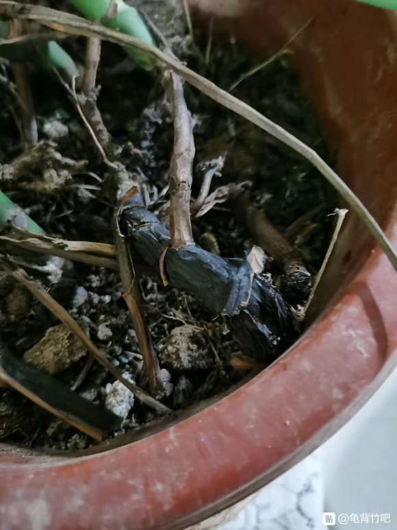 龟背竹到底喜不喜水 不透水 怎么办