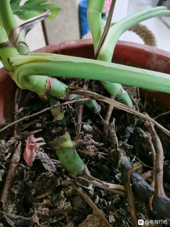 龟背竹到底喜不喜水 不透水 怎么办