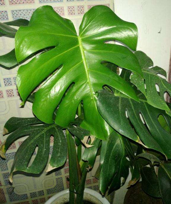 龟背竹分盆了 终于长了新叶子 图片