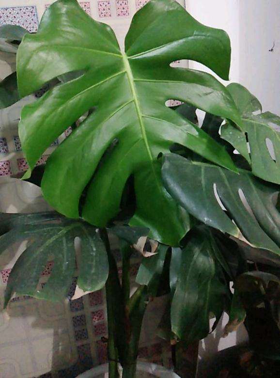 龟背竹分盆了 终于长了新叶子 图片