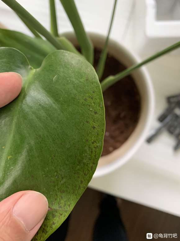 这是龟背竹的锈斑病吗