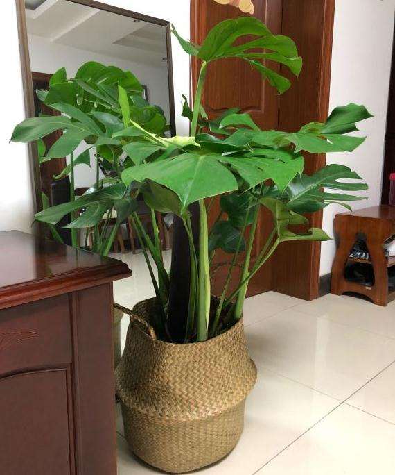 龟背竹几天浇水1次最好