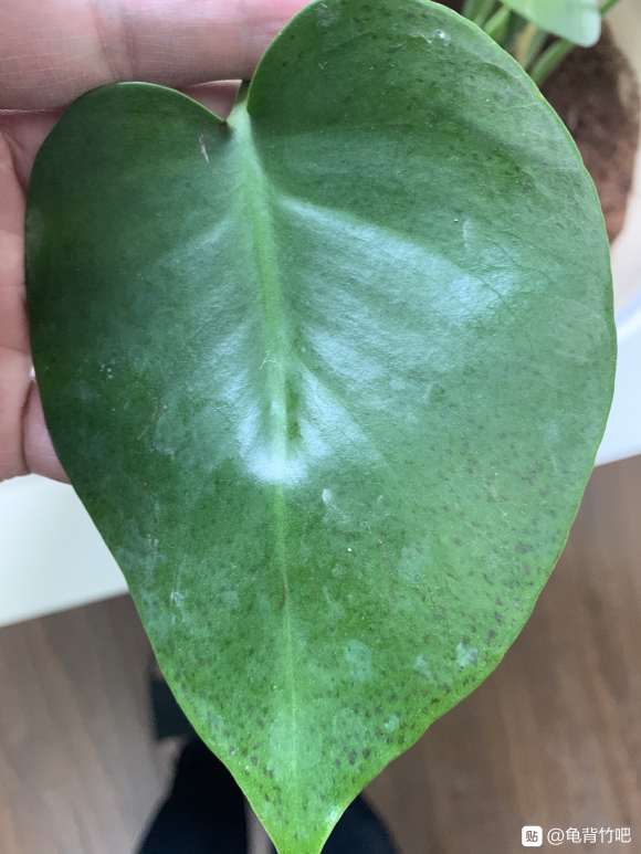 龟背竹几天浇水1次最好