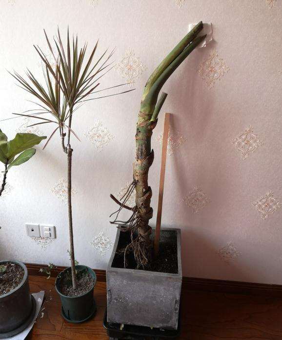 刚入的龟背竹老桩