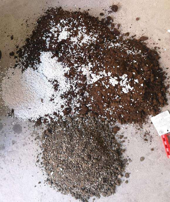 刚入的龟背竹老桩