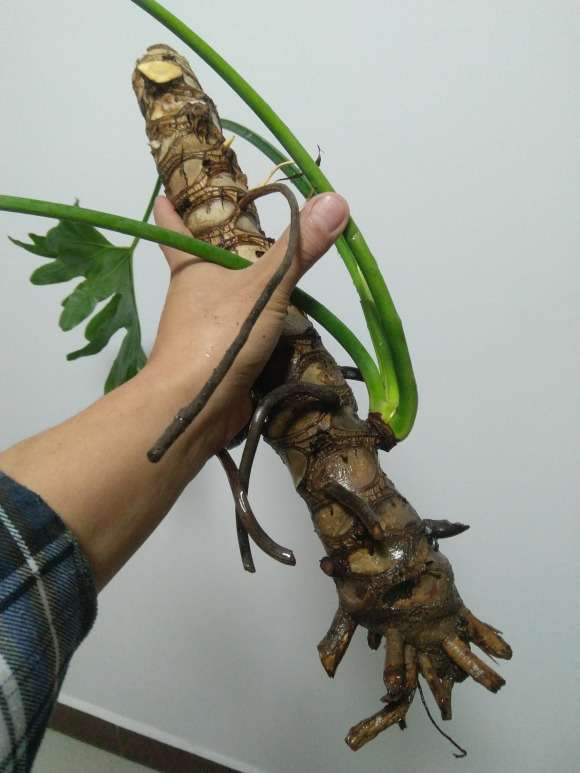 楼下捡的龟背竹 根都干死了 怎么办