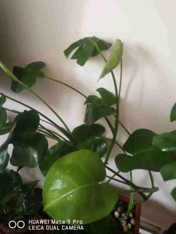 为什么龟背竹老是立不起来