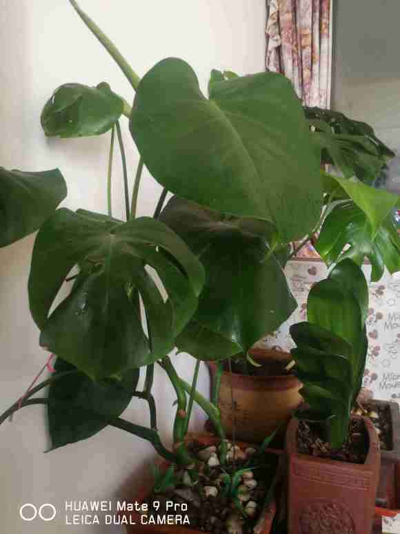 为什么龟背竹老是立不起来