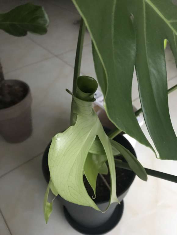 龟背竹新叶子卷不开怎么回事