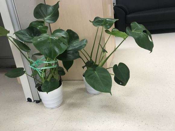 龟背竹是否徒长了 怎么办 图片