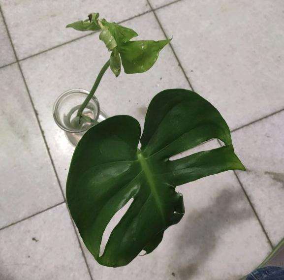 龟背竹烂根了 放到水里面还能活吗