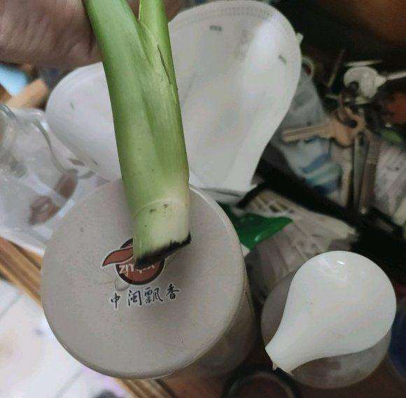 龟背竹烂根了 放到水里面还能活吗