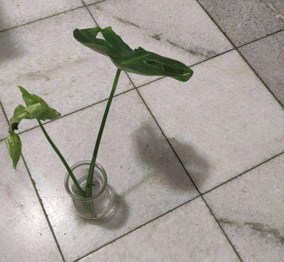 龟背竹烂根了 放到水里面还能活吗