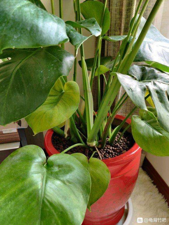 龟背竹叶子全黄了