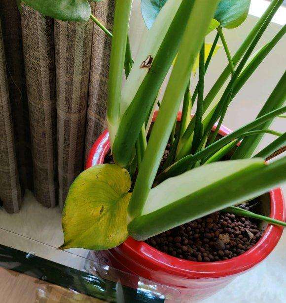 龟背竹叶子全黄了