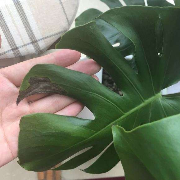 1个月龟背竹 新叶子一直软塌塌