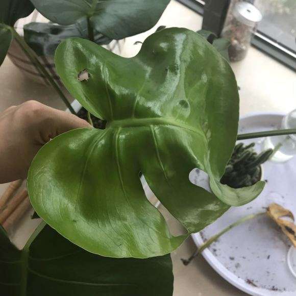 1个月龟背竹 新叶子一直软塌塌