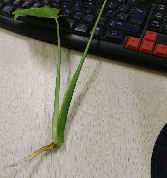 龟背竹还能活吗