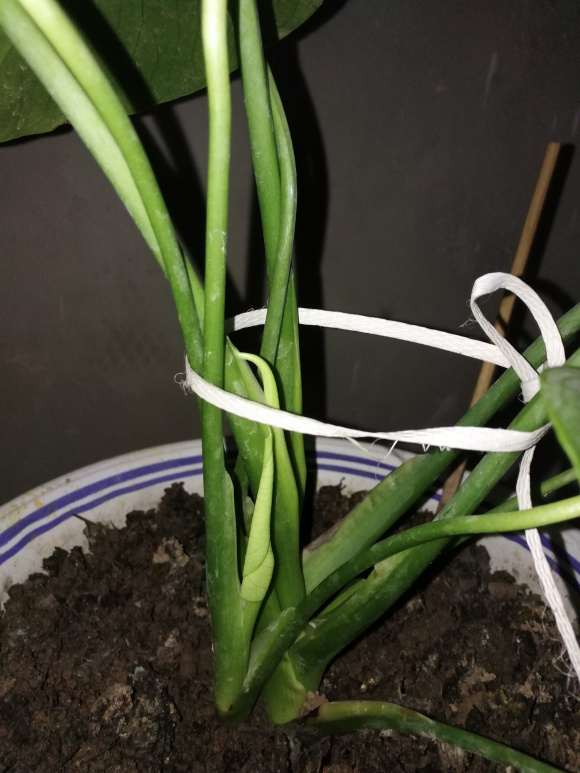 龟背竹水培换土培4个月才叶子