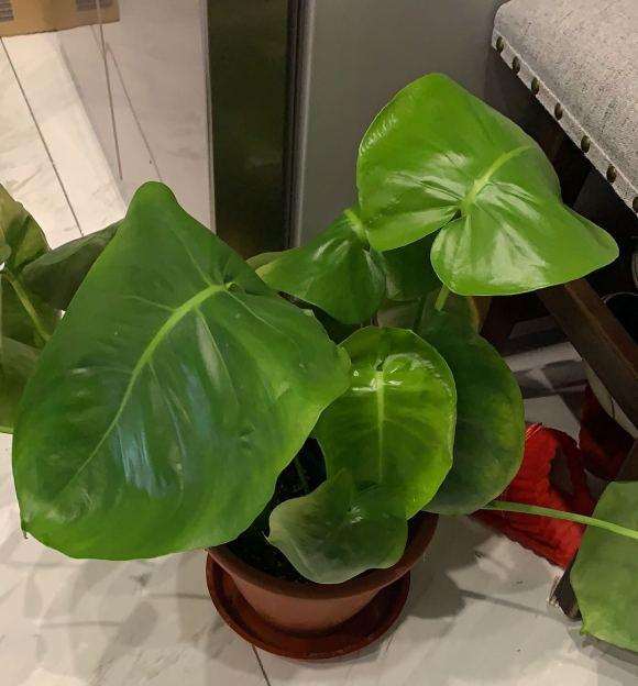 这是龟背竹 还是滴水观音