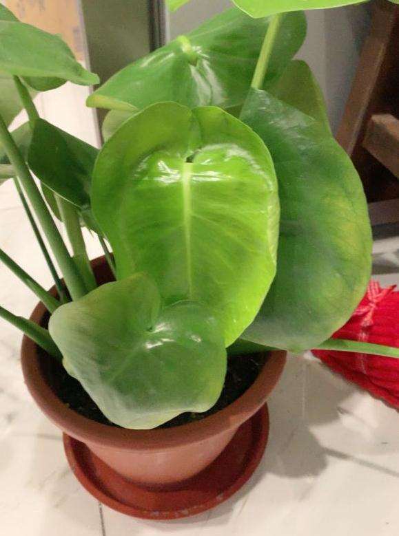 这是龟背竹 还是滴水观音