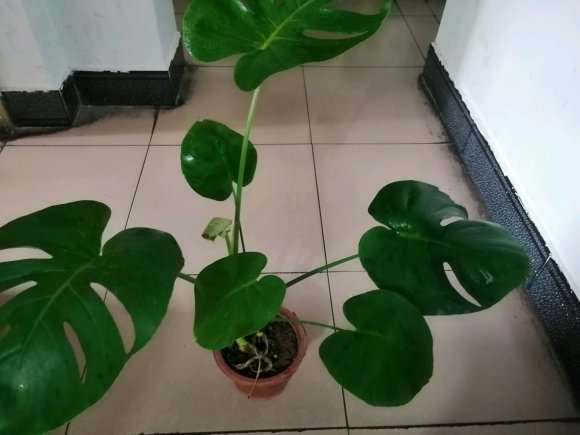 室内养龟背竹 盆多大合适