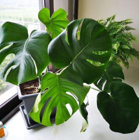 姬龟背竹叶子也是有点黄